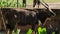 Close up of A male Nyala, Tragelaphus angasi in the open zoo.