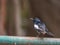 Close up male Oriental magpie robin (Copsychus saularis) perching on green rusted steel bar.