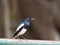 Close up male Oriental magpie robin (Copsychus saularis) perching on green rusted steel bar.