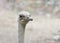 Close up male ostrich looking to viewers right