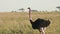 close up of a male ostrich on the savanna of serengeti np