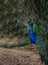 Close up of Male Peacock in Profile