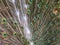 Close up male peacock tail, which has very long feathers that have eye-like markings and erected