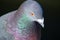 Close-up Male pigeon bird showing its beautiful neck color isolated on black background.