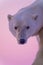 Close-up of male polar bear glancing back