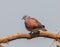 Close up of male Red collared dove