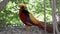 A close up of a male red golden pheasant Chrysolophus pictus, or the Chinese or rainbow pheasant,