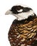 Close up of Male Reeves`s Pheasant, Syrmaticus reevesii, profile