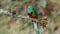 close up of a male resplendent quetzal turning head towards camera