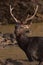 Close-up of male sambar deer in sunshine