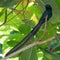 Close up of a male Seychelles paradise flycatcher at Veuve Nature Reserve on La Digue, Seychelles