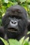 Close-up of male silverback showing black teeth