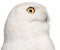 Close-up of Male Snowy Owl, Bubo scandiacus, 8 years old