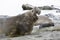 Close-up of a male Southern Elephant Seal on Fortuna Bay, South Georgia, Antarctica