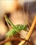 Close-Up of a Male Speckled Bush-Cricket on a Straw