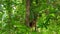 Close up of Male Sumatran Orangutans in rainforest