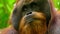 Close up of Male Sumatran Orangutans in rainforest