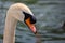 Close up of male swan`s head - profile