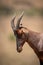 Close-up of male topi head and shoulders