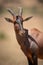 Close-up of male topi turning head right