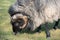 Close-up of a male traditional sheep in Germany, a Heidschnucke, with large round horns. The sheep eats grass in the pasture with