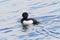 Close up of a male Tufted Duck swimming on rippled water