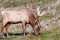 Close up of male Tule elk Cervus canadensis nannodes grazing on the grasslands of Point Reyes National Seashore, Pacific Ocean