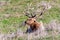 Close up of male Tule elk Cervus canadensis nannodes resting on a meadow in Point Reyes National Seashore, Pacific Ocean