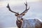 Close up of male Tule elk Cervus canadensis nannodes wearing a GPS tracker; Point Reyes National Seashore, Pacific Ocean