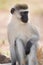 Close-up of male vervet monkey in sunshine