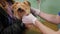 Close-up of a male veterinarian examining a Yorkshire Terrier at a vet clinic.