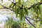 Close up of male walnut flowers