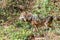 Close-up of a male wolf urinating and marking a territory, Germany