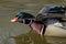 Close up of male wood duck as he adjusts his wings, showing the dramatic markings underneath