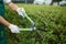 Close up of male worker landscaping green bushes.