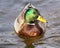 Close up of a Mallard Duck drake swimming on calm waters