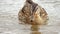 Close up of a Mallard duck female swimming on calm waters