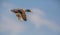 Close-up of a Mallard in flight