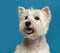 Close-up of a Maltese in front of a blue background