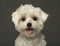 Close-up of a Maltese puppy panting, looking at th