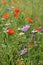 Close-up of a malva flower in a flowering fallow in a green space