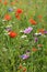 Close-up of a malva flower in a flowering fallow in a green space