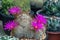 Close up Mammillaria Beneckei cactus on black pot.Beautiful pink cactus flower.