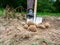 Close-up of a man digging up large potato tubers with a shovel, The concept of a good harvest, harvesting. Side view, selective