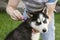 Close up of man dripping  a parasite remedy on the withers of his dog. Tick and flea prevention for a purebred Husky dog