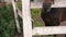 Close-up of a man feeding a horse from the palm of the paddock behind the fence. Brown horse eating from human hand. Caring for a