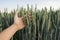 Close-up of man hand touching holding crops, young green wheat ears on a field in sunset. Close up on a beautiful field