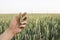 Close-up of man hand touching holding crops, young green wheat ears on a field in sunset. Close up on a beautiful field