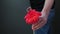 Close up of a man handed and give out red blossom. Close up.