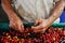 Close up man hands sorting the harvested fruits of the cofee tree before drying. Coffee plantations in Quindio - Buenavista